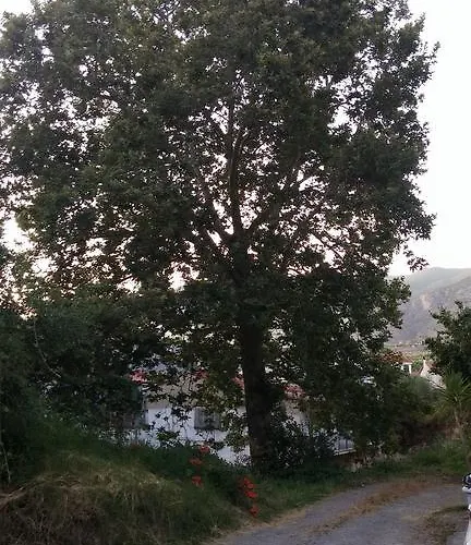 Theodore * Καλαμάτα