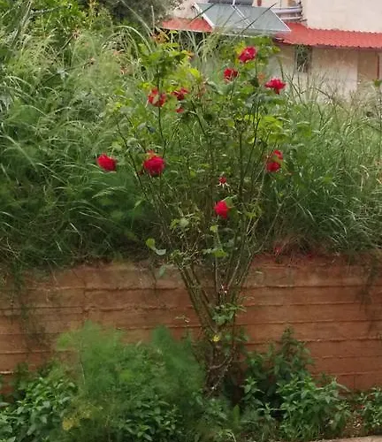 Apartment Theodore *